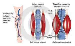 Calf muscle pump