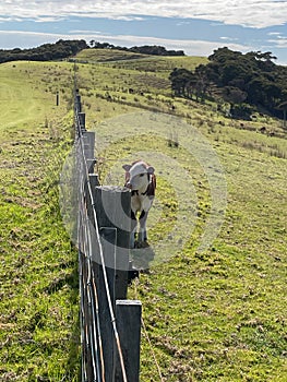 A calf near fence on a green field in a sunny day, Tawharanui Regional Park, New Zealand