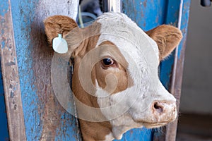 A calf in a neck clamp