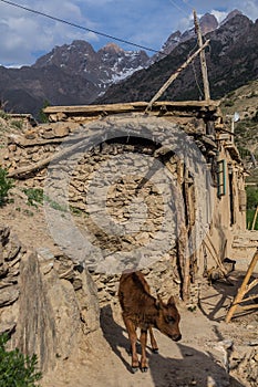 Calf in Nofin village in Fann mountains, Tajikist