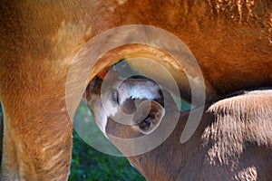 Calf Nuzzles Mother For More Milk