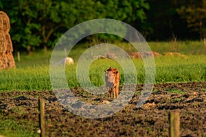 Calf on pasture