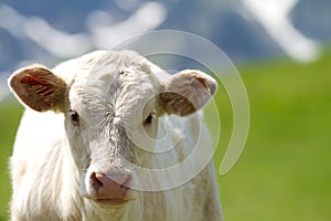 Calf in a prairie