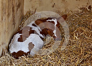 Calf reared on straw in an individual outdoor shed South Bohemia