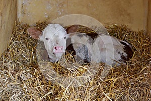 Calf reared on straw in an individual outdoor shed South Bohemia