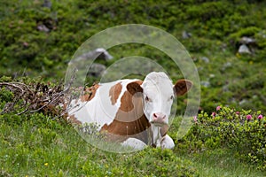 Calf resting on meadow