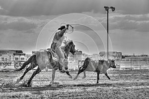 Calf Roper in Action photo