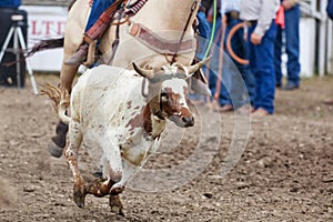 Calf Roping