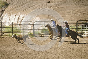 Calf roping