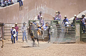 Calf roping,