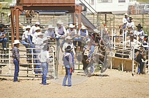 Calf roping