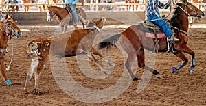 Calf Roping In Australia