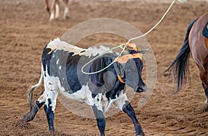 Calf Roping In Australia