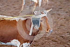 Calf Roping In Australia