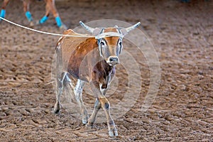 Calf Roping In Australia