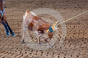 Calf Roping In Australia