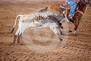 Calf Roping In Australia