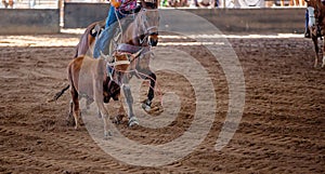 Calf Roping In Australia