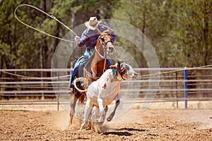 Calf Roping At An Australian Country Rodeo