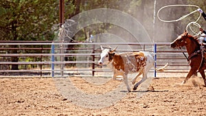 Calf Roping At An Australian Country Rodeo