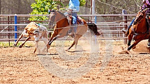 Calf Roping At An Australian Country Rodeo