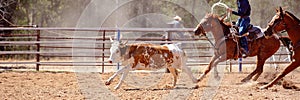 Calf Roping At Australian Country Rodeo