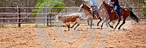 Calf Roping At Australian Country Rodeo