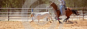 Calf Roping At Australian Country Rodeo