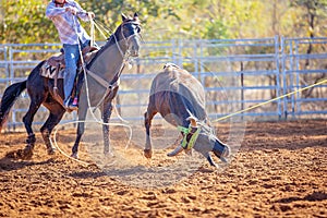 Calf Roping At Australian Country Rodeo