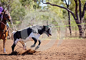 Calf Roping At Australian Country Rodeo