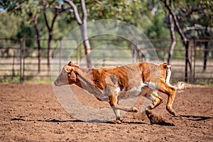 Calf Roping At Australian Country Rodeo