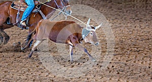 Calf Roping At An Australian Outback Rodeo