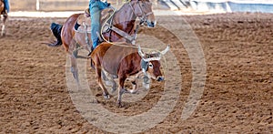 Calf Roping At An Australian Outback Rodeo