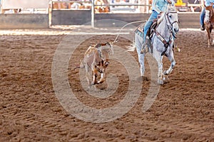 Calf Roping At An Australian Outback Rodeo