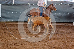 Calf Roping At An Australian Outback Rodeo