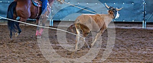 Calf Roping At An Australian Outback Rodeo