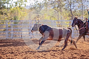 Calf Roping At An Australian Rodeo