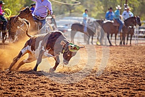 Calf Roping Competition At An Australian Rodeo