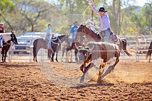 Calf Roping Competition At An Australian Rodeo