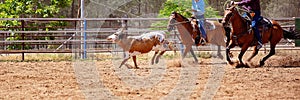 Calf Roping Competition At An Australian Rodeo