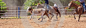 Calf Roping Competition At An Australian Rodeo