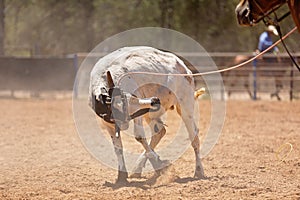 Calf Roping Competition At An Australian Rodeo