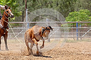 Calf Roping Competition At An Australian Rodeo