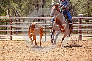 Calf Roping Competition At An Australian Rodeo