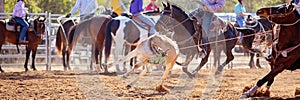 Calf Roping Competition At An Australian Rodeo
