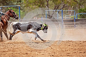 Calf Roping Competition At An Australian Rodeo