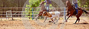 Calf Roping Competition At An Australian Rodeo