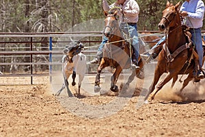 Calf Roping Competition At An Australian Rodeo