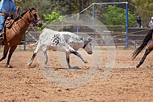 Calf Roping Competition At An Australian Rodeo