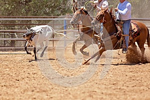 Calf Roping Competition At An Australian Rodeo